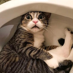 cats in toilets