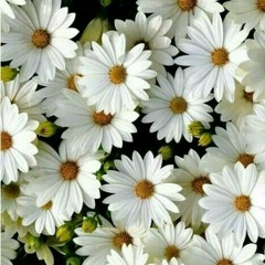 Kn⟵(๑¯◡¯๑)