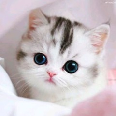 kotku🐱
