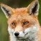 Fuchs