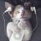 sleepy cat