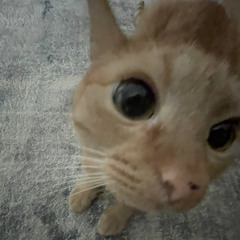 LilMeow