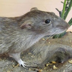 That one rat