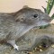That one rat