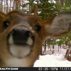 crushercubdeer