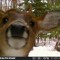 crushercubdeer