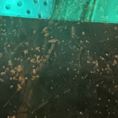 FIGARO