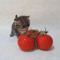 tomato cat
