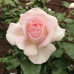 Lost your heart (Demo).mp3