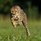 cheetahman