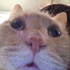Мяввка