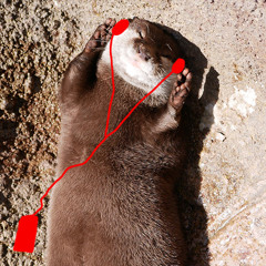 Otter_Kim