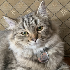 katie