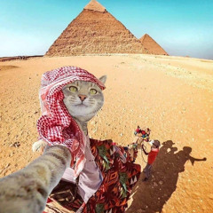 Amina Galal Elgohary