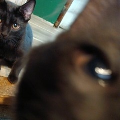 Meow