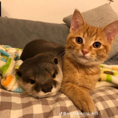 ¿.-.¿ DeerFox ¿.-.¿