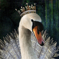 Swan Watters🌊