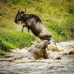 VS DAY A LOGS [HL MGTOW MASCULINISMO]