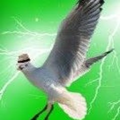 Meegal The Seagull