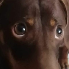 Doxie__