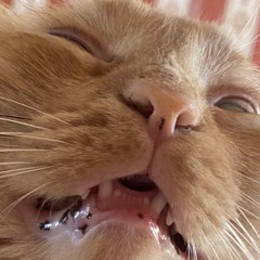 persivald