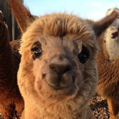 Alpaca