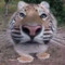 gildedtiger