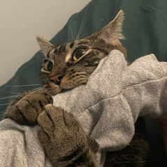 nova_bites