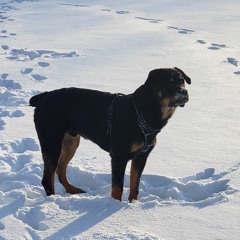 Prince da Rottweiler
