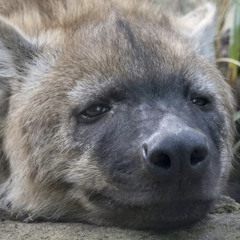 dmndog