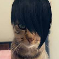 emo cat