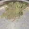 Iloveweed420