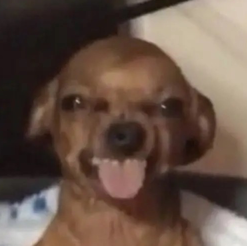 weiner dog