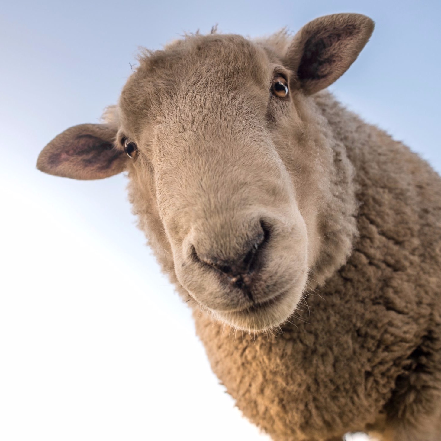 Revenons à nos moutons !
