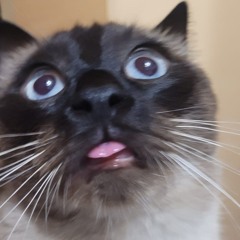 Petrache