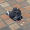 fat fucken pigeon