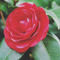 Camellia0895