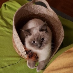 Emmi