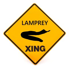 Lamprey Food