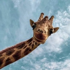 هاجر عيد