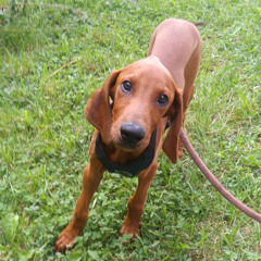 Happy Seppi