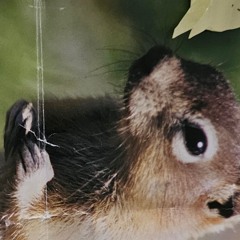 Al