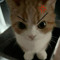 Meow