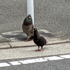 るるっく