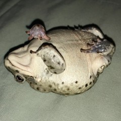 Leilani Altamirano Lila