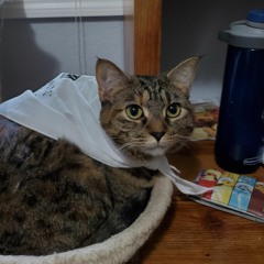 Catgome