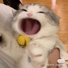 Tᕼᗩᑎᘜ ᕼOᗩᑎᘜ