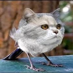 n3l1d4