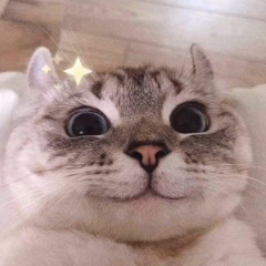 鯊魚