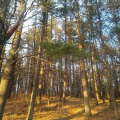 Dan Plays Guitar Sometimes